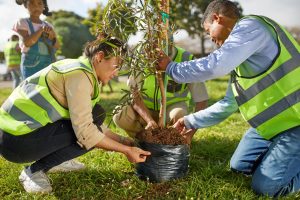 Can you plant a tree where a stump was removed?