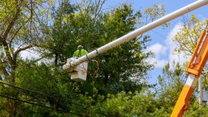 how to remove beehive from tree