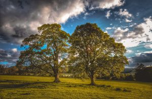 stop a tree from growing