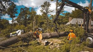 How To Memorialize A Beloved Tree You Have To Remove