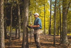 reasonable price for tree trimming