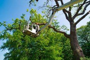 trim a bonsai tree