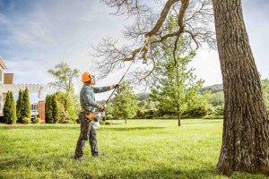 pole saws for tree trimming