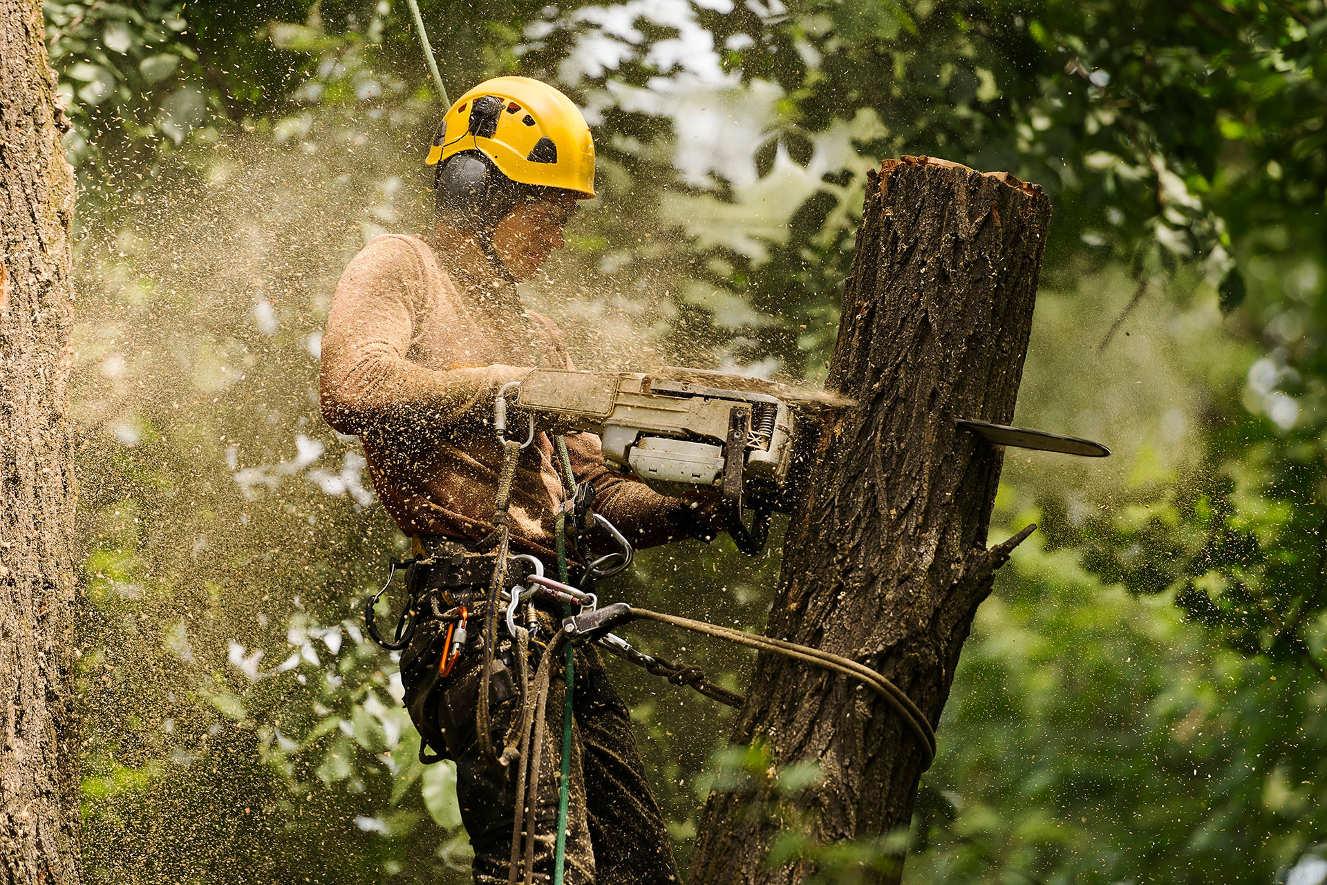 Remove Squirrel Nest from Tree