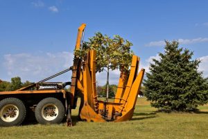 how to remove small trees