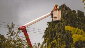 Tree trimming service Houston