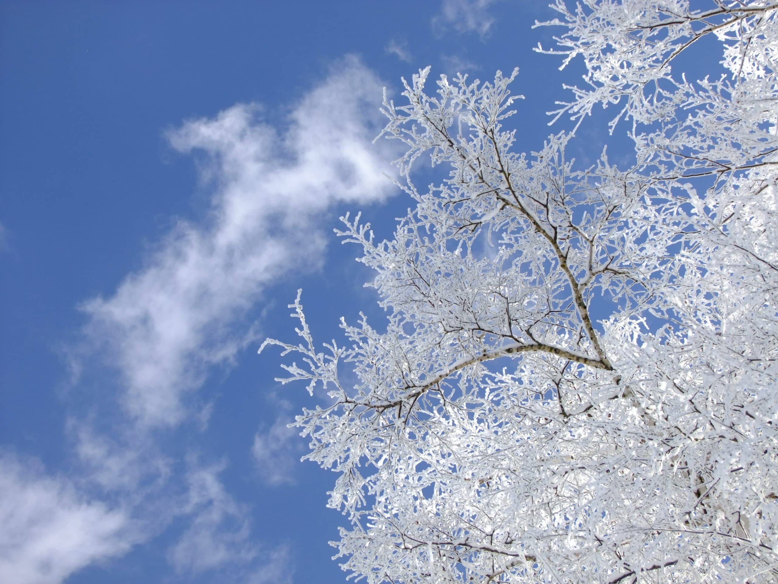 cottonwood tree shed