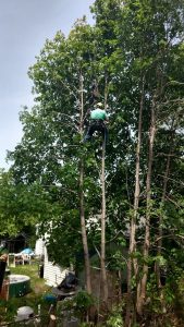 stump grinding service