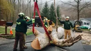 Tree replacement