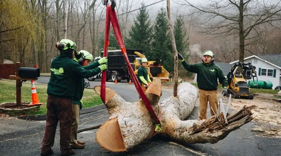 Tree replacement