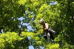 Reasonable price for tree trimming