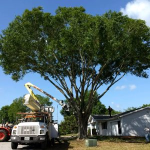 trim a redbud tree