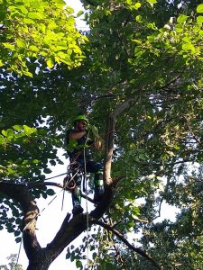 trim an orange tree