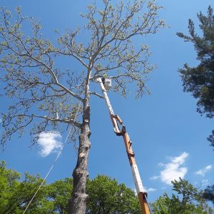 Tree trimming in Denver