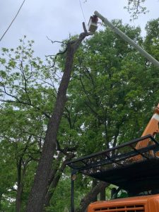 trim a tree without killing