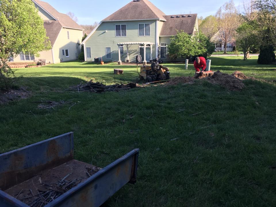 Houston tree removal