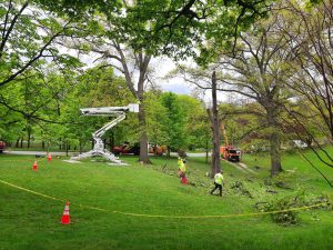 Affordable Tree Service Houston