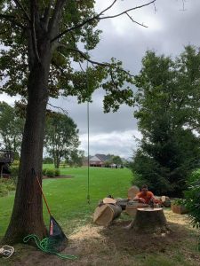 Seedless Maple Trees