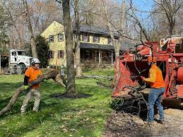 A licensed Tree Removal Service 