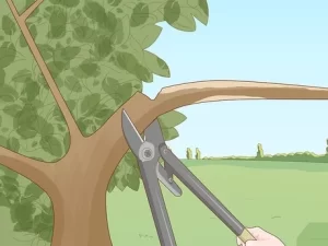 peach tree trimming