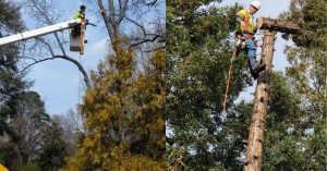 stump grinding service