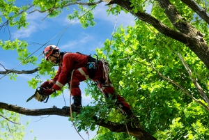reasonable price for tree trimming