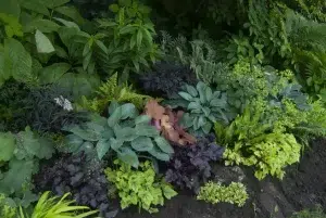 Companion plants for coral bells