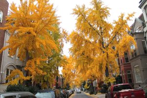 Trees of Washington Dc
