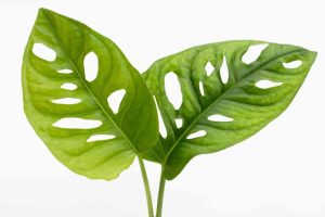 Monstera Growth Stages