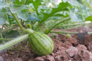 Watermelon growth stages