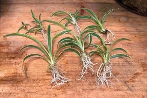types of spider plants