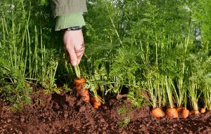 Carrot Growth Stages