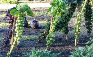 Growth stages of Brussel Sprouts