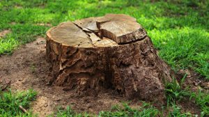 What to do after stump grinding?
