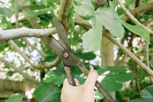 how to trim a fig tree