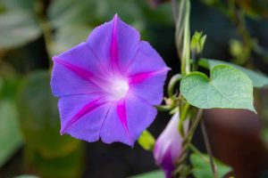 Purple Vine Flowers