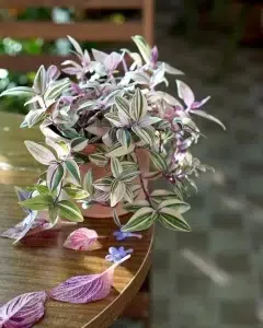 Arrowhead plant