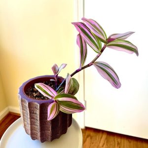 Types of wandering jew plants