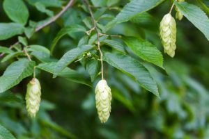 Tree with hop like Flowers
