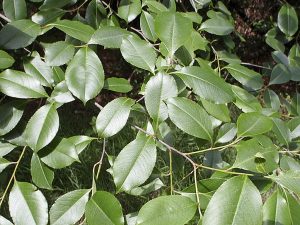 Cherry Tree Leaf