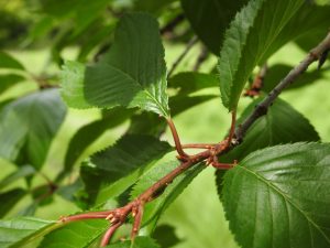 Cherry Tree Leaf