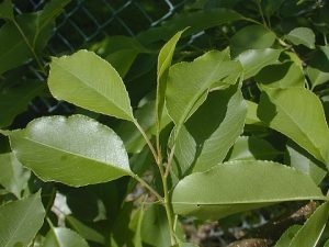Cherry Tree Leaf