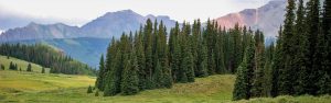 Colorado trees