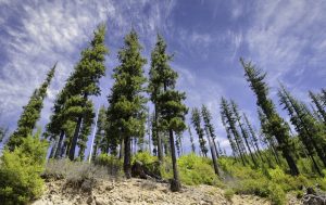 Colorado trees
