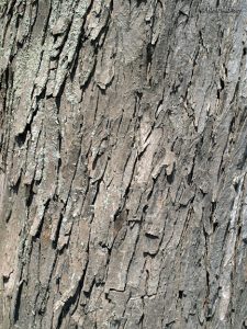 pear tree bark