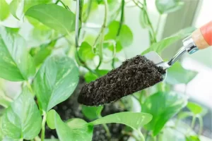Wandering jew plant propagation