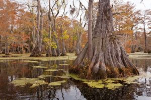 Trees that Grow by Water