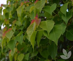 Tree with spade-shaped leaves