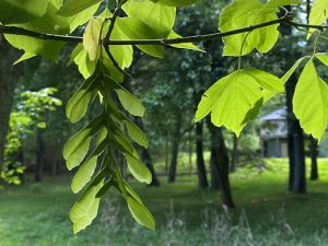 Tree with three-lobed leaves
