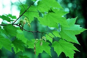 Tree with three-pronged leaves